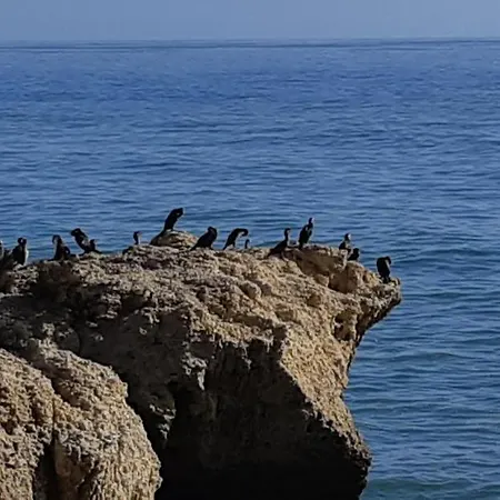 公寓 Jeannie's Oura Estrela