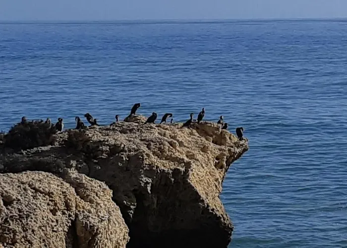 شقة Jeannie's Oura Estrela